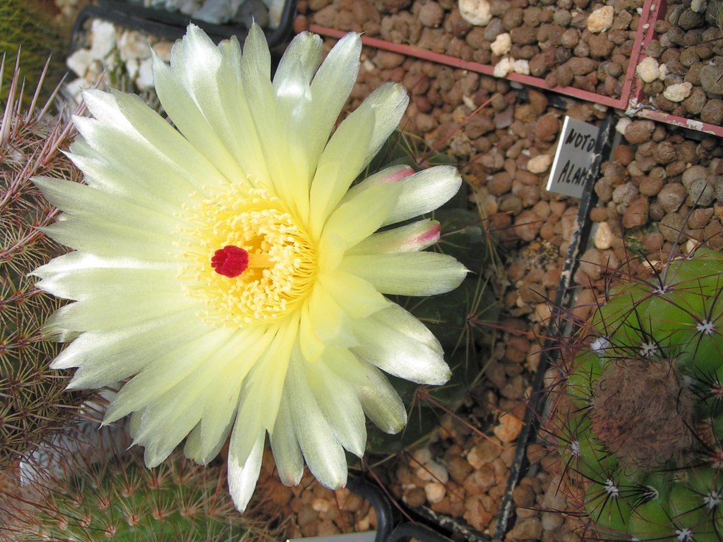 Notocactus alamoensis PR 235